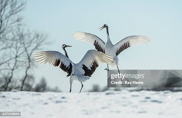 japanese red-crowned crane courtship dance - crane bird stock pictures, royalty-free photos & images