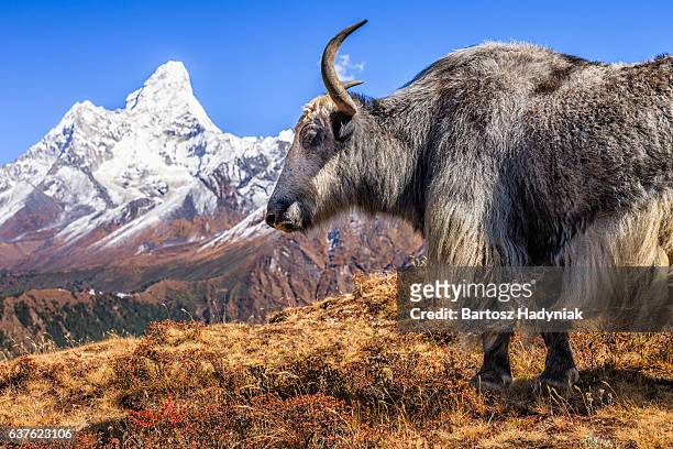 yak on the trail, mount ama dablam on background, nepal - yak stockfoto's en -beelden