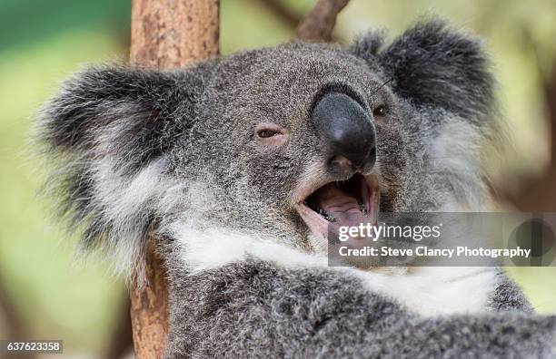 happy koala - koala ストックフォトと画像