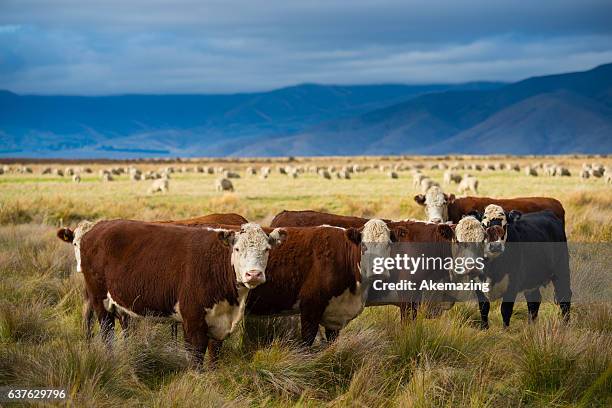 a curious cow in rural new zealand. - new zealand cow foto e immagini stock