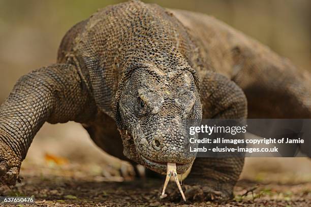 komodo dragon portrait close up - komodo island, indonesia - komodo island stock-fotos und bilder