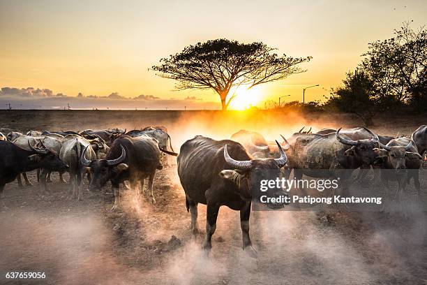 group of water buffalo with beautiful sunset scene - cowshed stock pictures, royalty-free photos & images