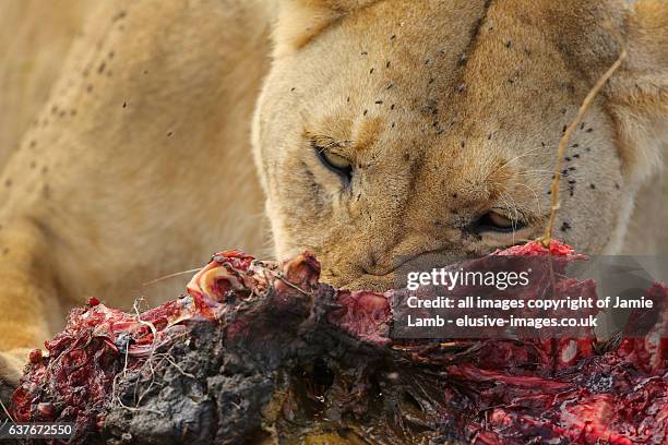 lioness feasting on wildebeest - grote-vijf-wilde-dieren stockfoto's en -beelden
