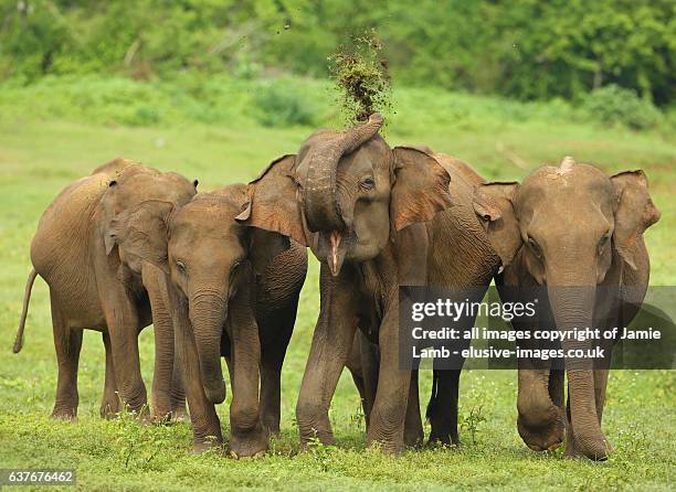 sri lankan elephant herd - uda walawe, sri lanka - sri lanka elephant stock pictures, royalty-free photos & images