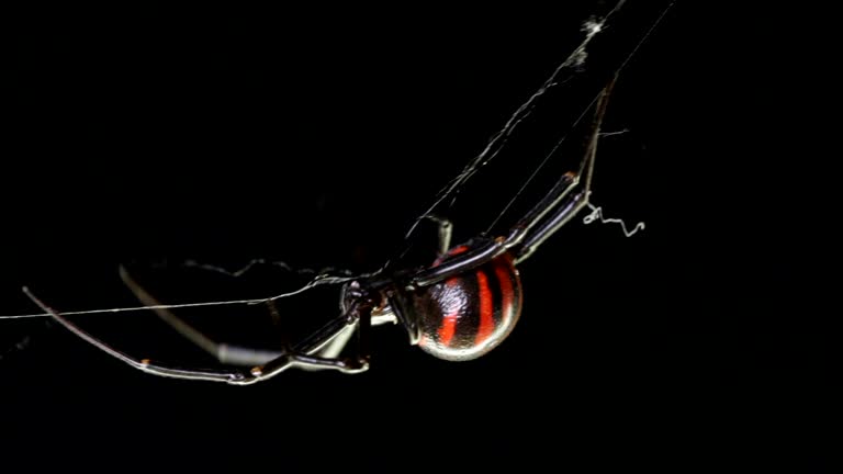 159 Black Widow Spider Videos and HD Footage - Getty Images 159 Black Widow Spider Videos and HD Footage - Getty Images