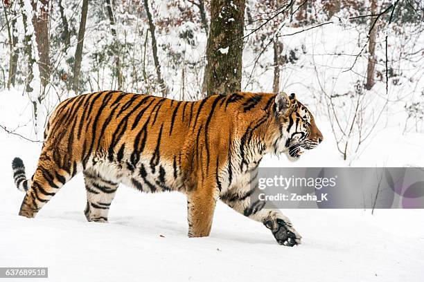 caminando lentamente tigre siberiano en la nieve - tigre siberiano fotografías e imágenes de stock