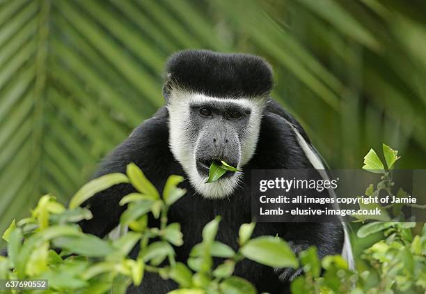 mantled guereza/ black-and-white colobus monkey - leaf monkey bildbanksfoton och bilder