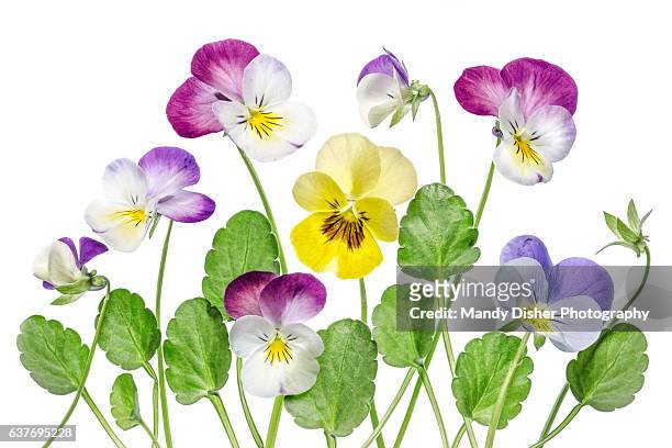 viola flowers - violales stock pictures, royalty-free photos & images