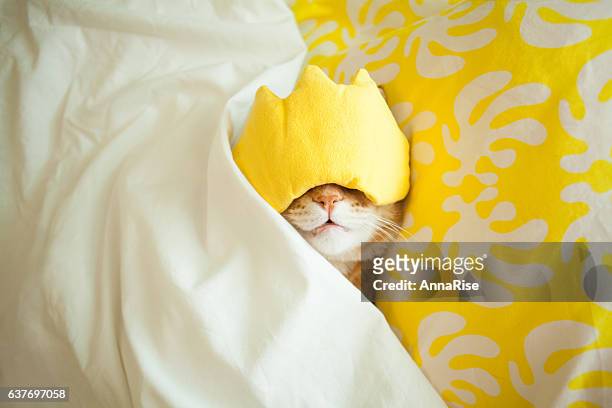 bestes morgenkonzept - cute kitten stock-fotos und bilder