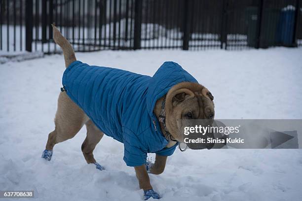 shar-pei - ブーティ ストックフォトと画像