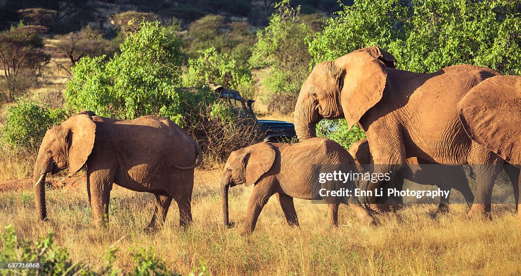 Elephant family and safari vehicle