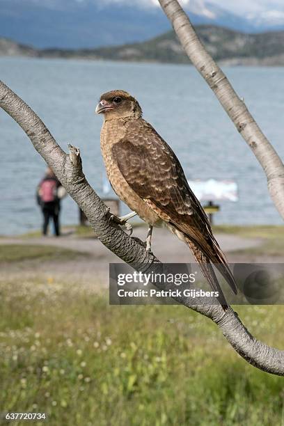 chimango caracara - chimango caracara stock pictures, royalty-free photos & images