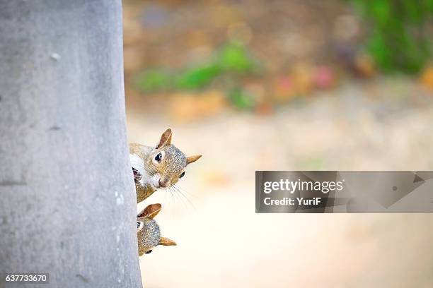 two squirrels - suspicion stock pictures, royalty-free photos & images
