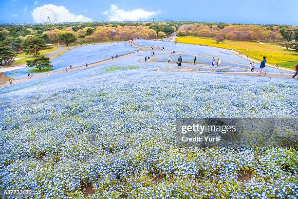 nemophila - hitachinaka stock pictures, royalty-free photos & images