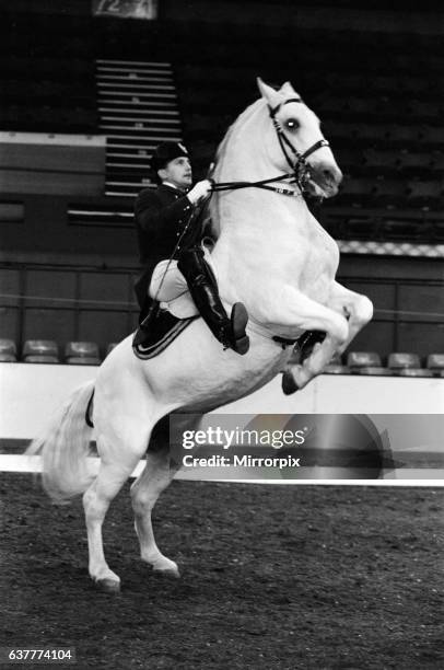 The Spanish Riding School of Vienna rehearsing their classical art of riding which they will be performing over the coming days at Wembley Arena....