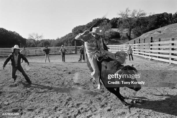 Bull Trainded 7,953 Bull Train Stock Photos, High-Res Pictures, and Images - Getty Images