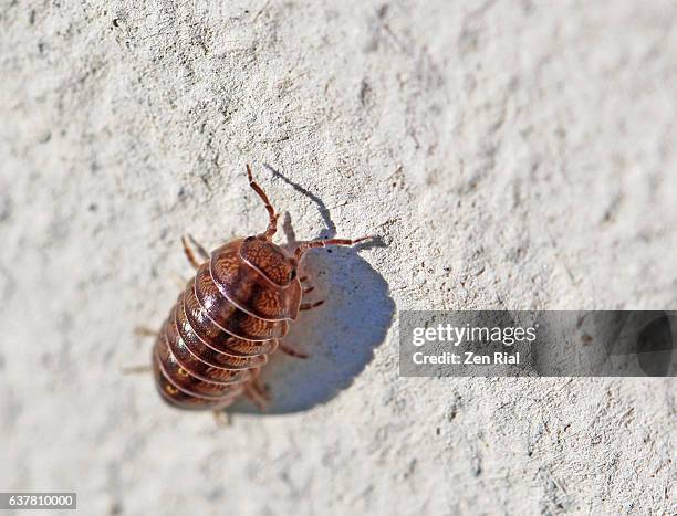 armadillidium vulgare, pillbug, common pill bug, woodlouse, roly-poly, doodle bug, potato bug, carpenter - isopod - potato bug fotografías e imágenes de stock