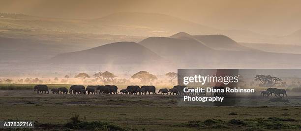 elephants at sunset, amboseli national park, africa - nairobi fotografías e imágenes de stock