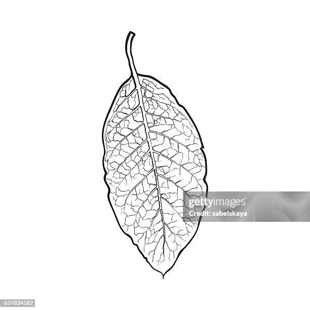 hand drawn dry tobacco leaf, vector illustration on white background - tobacco leaf stock illustrations