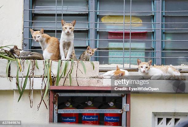 415 Rabies Cat Stock Photos, High-Res Pictures, and Images - Getty Images