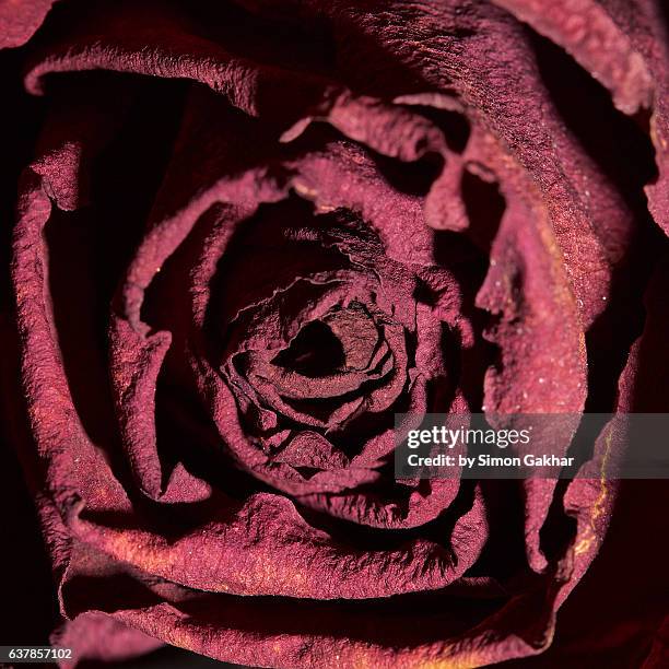 still life of an old red rose - im kreis drehen stock-fotos und bilder