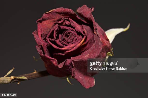 still life of an old red rose - im kreis drehen stock-fotos und bilder