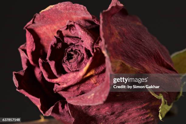 still life of an old red rose - im kreis drehen stock-fotos und bilder