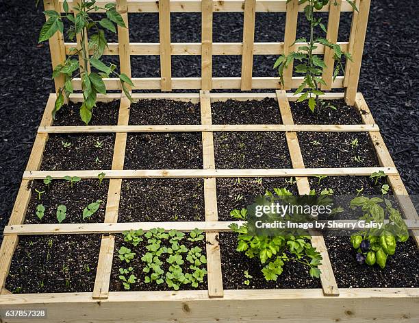 starting a square-foot garden - sherry yard stock pictures, royalty-free photos & images