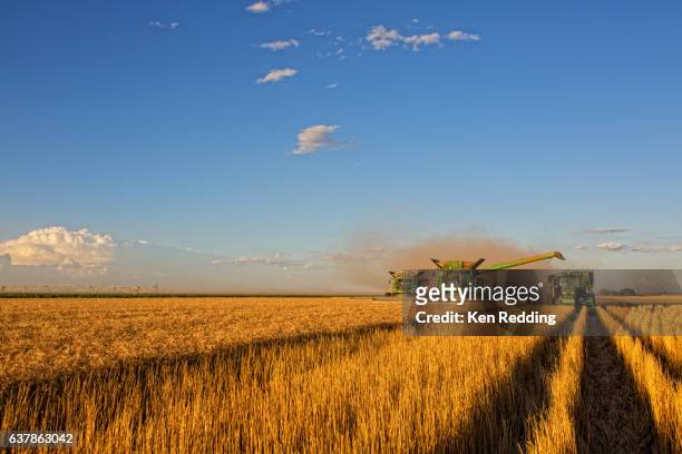 kansas wheat farming - harvesting stock photos et images de collection