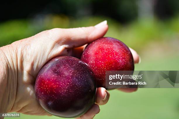 hand holding two, large ripe santa rosa plums - holding two things foto e immagini stock