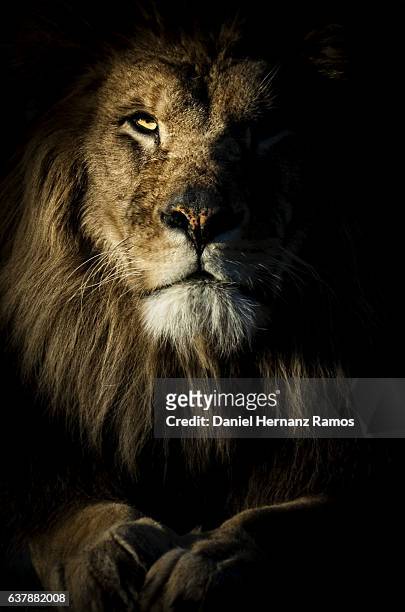 close up of a lion portrait looking at camera with back background. - löwen stock-fotos und bilder