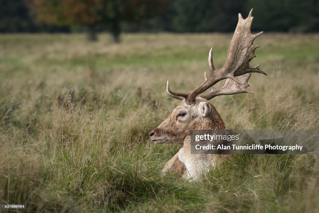 Fallow deer stag