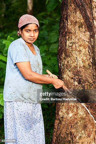 mulher de látex de borracha coleta na árvore plantation, sri lanka - látex flora - fotografias e filmes do acervo
