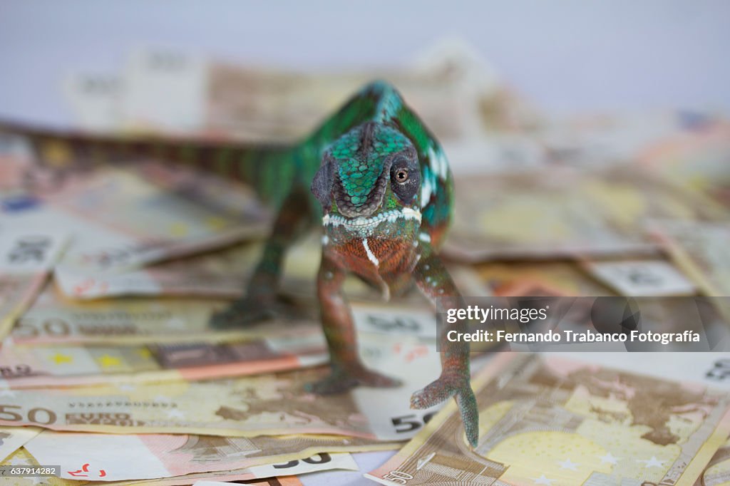 Chameleon walking on euro banknotes
