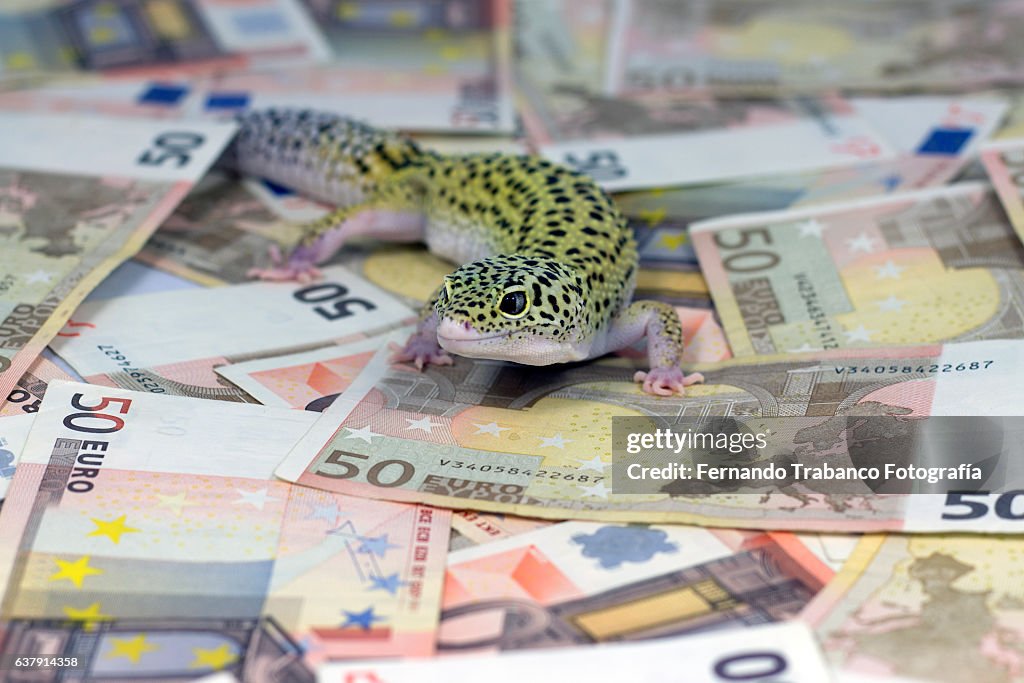 Lizard walking on euro banknotes