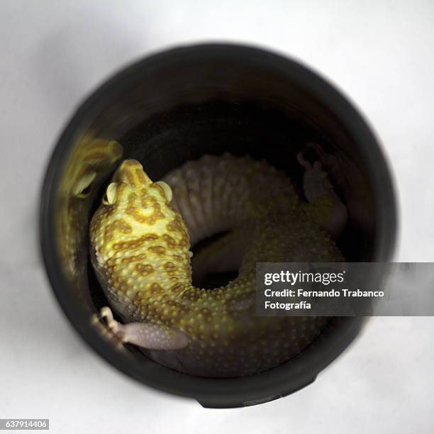 Lizard Target 148 Shooting Target Camera Stock Photos, High-Res Pictures, and Images ...
