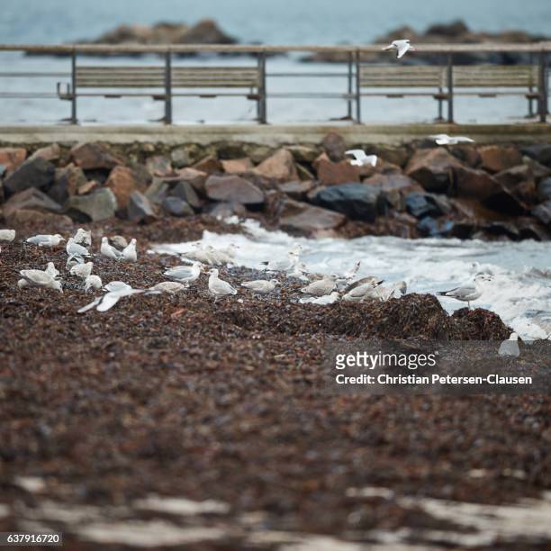 sea gulls near pier on winter beach - varberg stock pictures, royalty-free photos & images