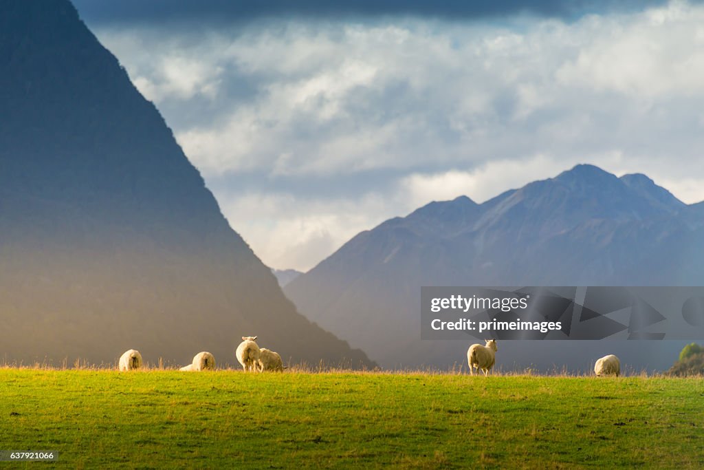 Popular view of south island New Zealand