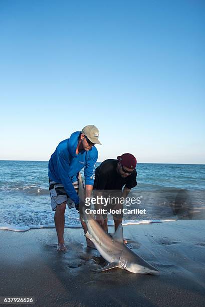 squalo catturato pesca surf nella contea di brevard, florida - blacktip reef shark foto e immagini stock