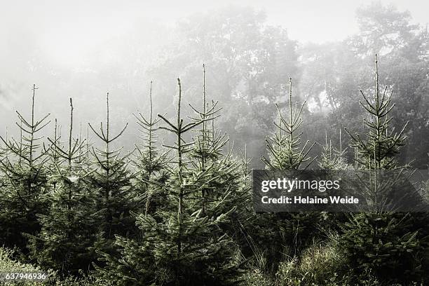 pine trees - netherlands christmas stock pictures, royalty-free photos & images