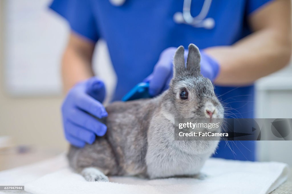 A male veterinarian is performing a routine checkup