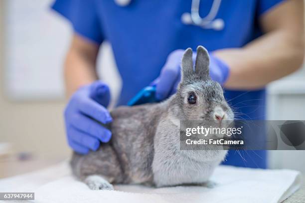 a male veterinarian is performing a routine checkup - rabbit stock pictures, royalty-free photos & images