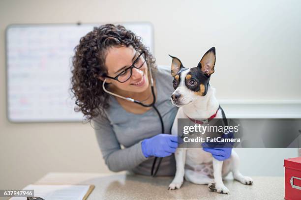 a female veterinarian is holding a dog during a medical checkup - surgical glove stock pictures, royalty-free photos & images