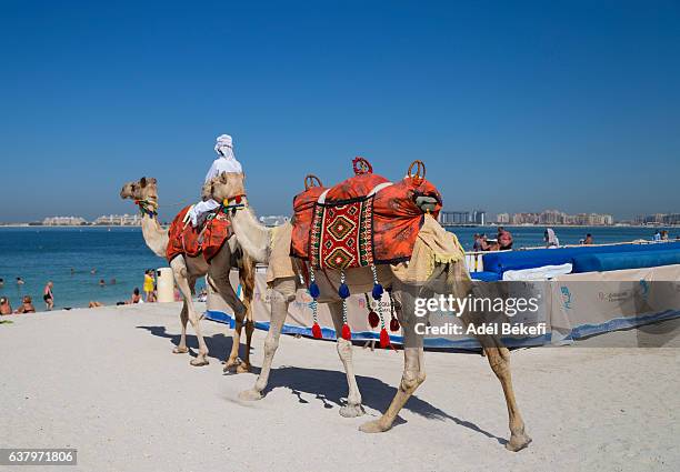 camels on jumeirah beach in dubai - dubai jumeirah beach stockfoto's en -beelden