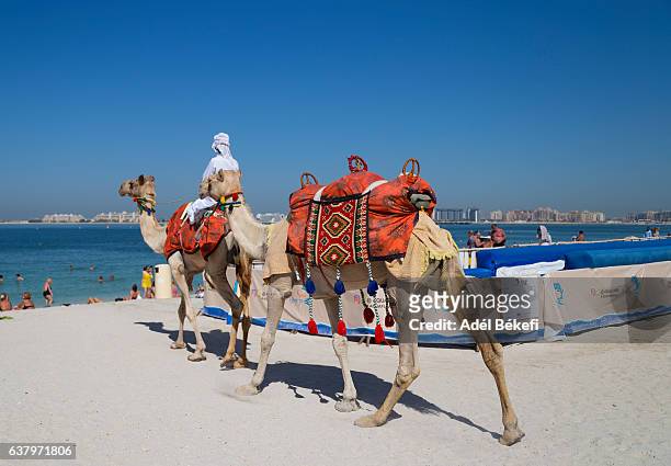 camels on jumeirah beach in dubai - jumeirah beach stock pictures, royalty-free photos & images