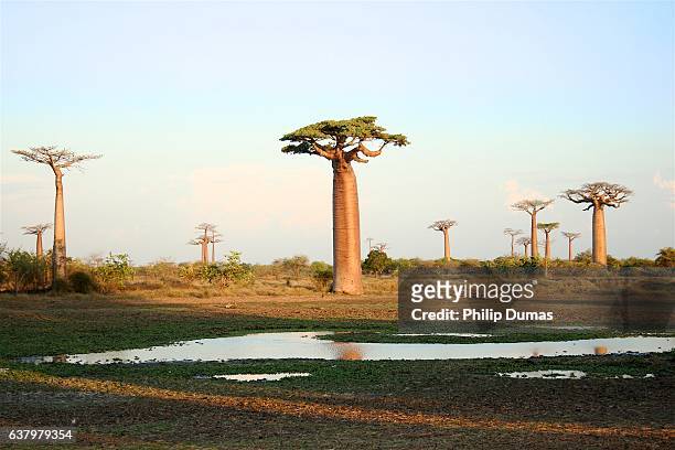 baobabs horizon (adansonia grandidieri) - affenbrotbaum stock-fotos und bilder