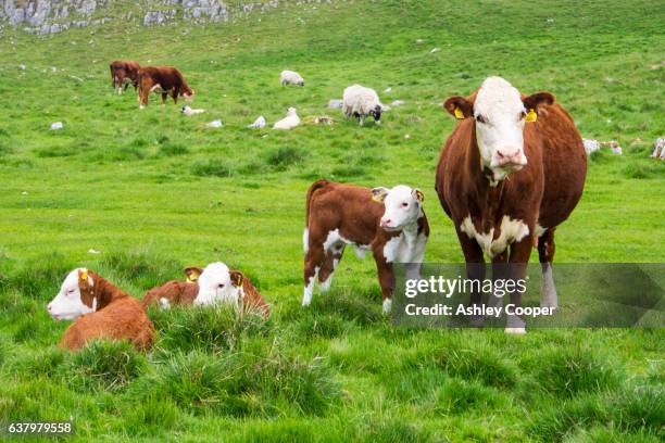 a hereford cow and calf on the yorkshire dales moorland above austwick, uk. - hereford cattle fotografías e imágenes de stock