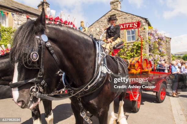 the thwaites brewery horse drawn cart at the annual cuckoo festival in austwick, yorkshire dales, uk. - zugpferd stock-fotos und bilder