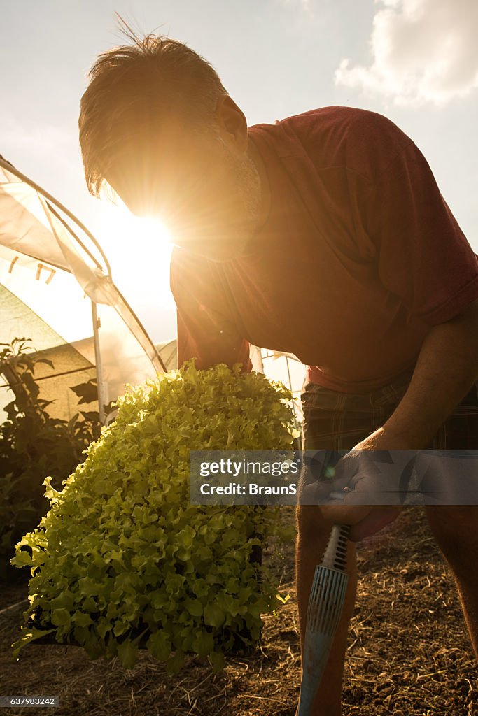 Mature farm worker with fresh lettuce on a field.