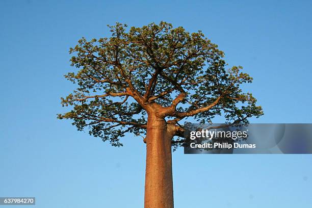 baobab tree (adansonia grandidieri) - baobab tree stock pictures, royalty-free photos & images